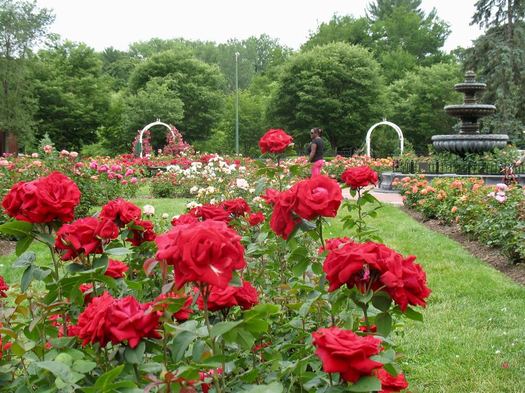 Schenectady Central Park Rose Garden